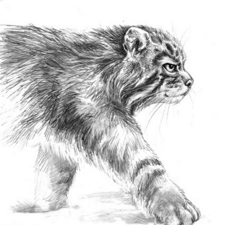 Манул рисунок карандашом