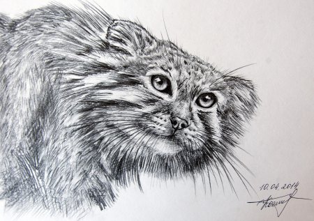 Кот Манул рисунок