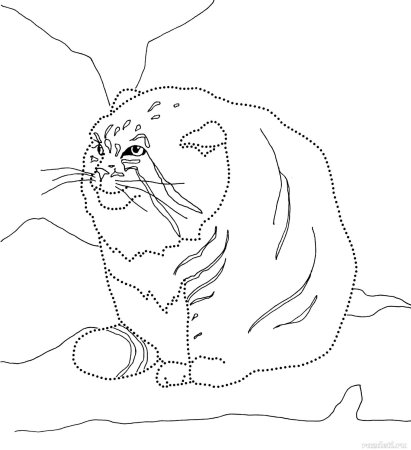 Кот Манул раскраска