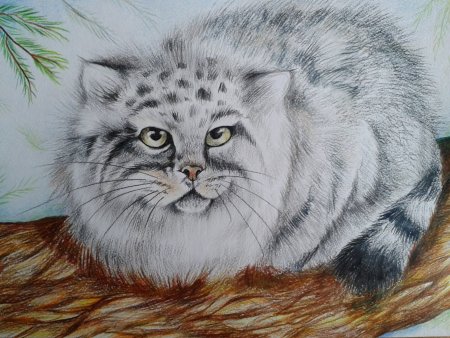 Манул рисунок