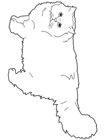 Кот Манул арт