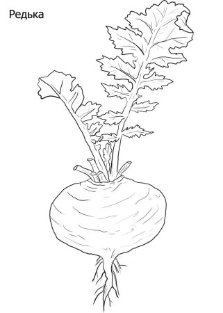 Овощи раскраска редька