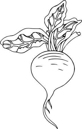 Свекла раскраска для детей