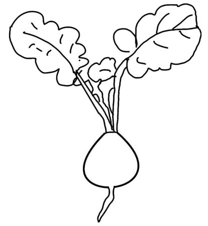 Редька рисунок