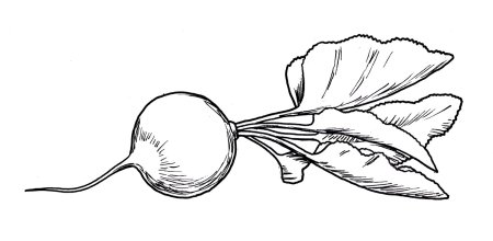 Свекла раскраска