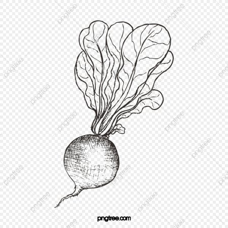 Трафарет редьки