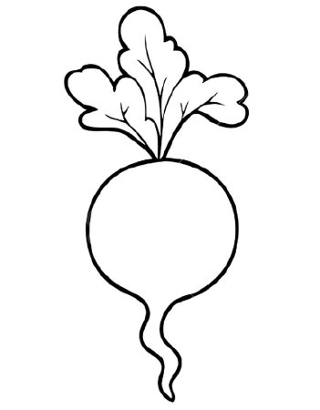 Редька корневая система