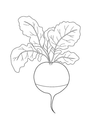 Редис раскраска для детей