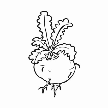 Свекла раскраска для детей