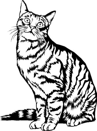 Раскраска кот