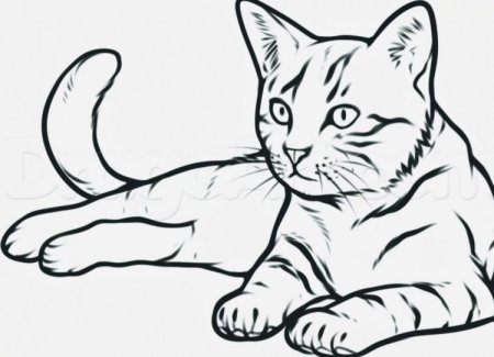 Кошка рисунок карандашом