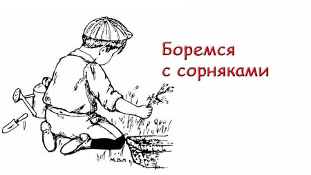 Прямостоячий стебель одуванчик