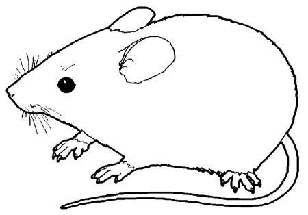 Раскраска мышонок