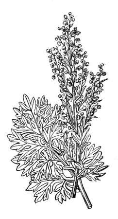 Полынь горькая Ботанический рисунок