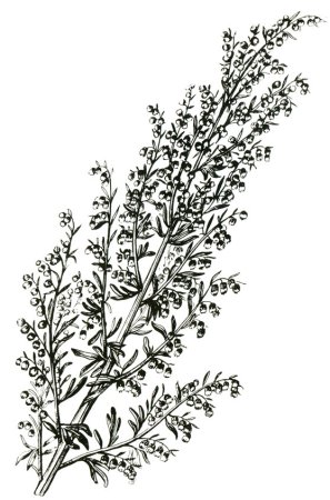 Полынь обыкновенная раскраска