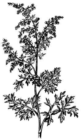 Полынь обыкновенная для раскрашивания