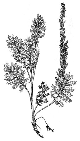 Полынь обыкновенная раскраска