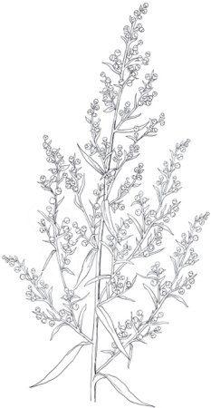 Полынь горькая срисовка