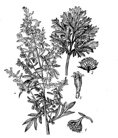 Полынь горькая ботаника