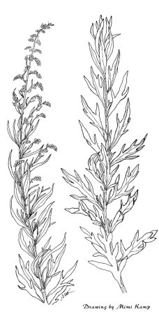 Полынь белая (Лерхе)