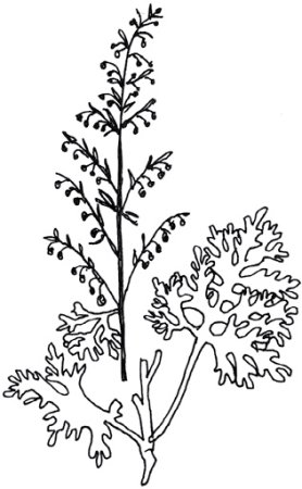 Полынь рисунок