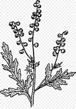 Полынь армянская