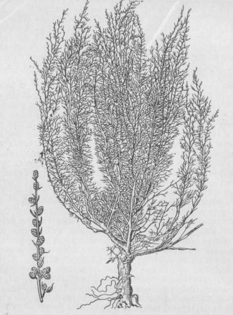 ЛРС Полынь обыкновенная