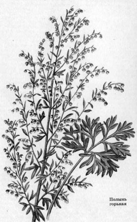 Полынь лечебная Божье дерево чб