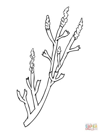 Полынь раскраска