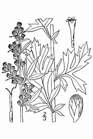 Амброзия полыннолистная