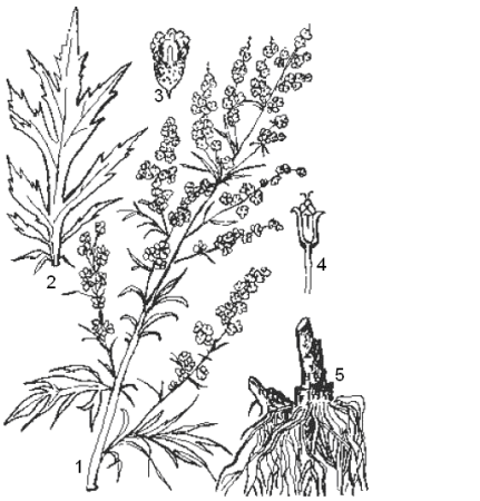 Полынь горькая гнозия