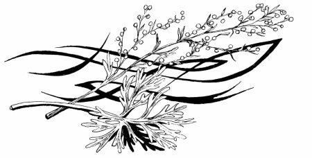 Полынь горькая Ботанический рисунок