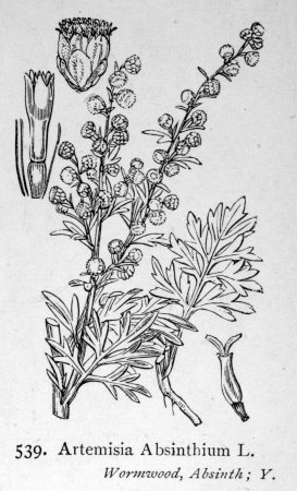 Полынь эскиз