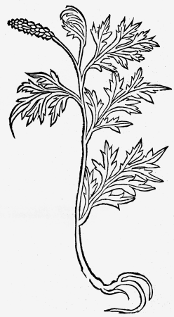 Artemisia samoiedorum