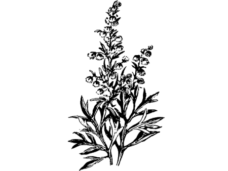 Полынь раскраска