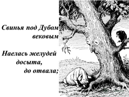 Раскраска басни Крылова свинья под дубом