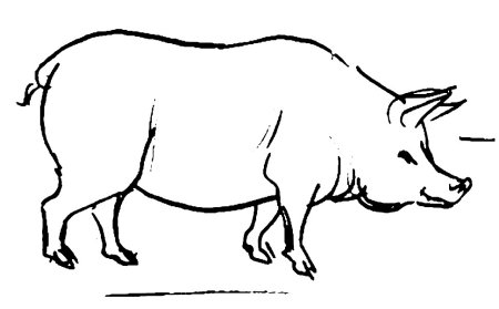 Иллюстрация к басне свинья под дубом 5 класс