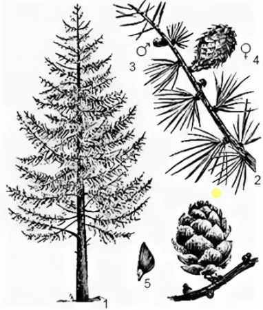 Лиственница Сибирская рисунок хвоинки