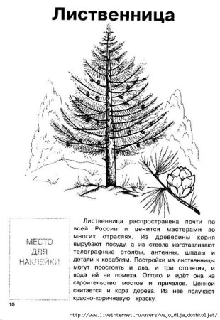 Лиственница раскраска для детей
