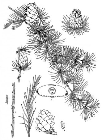 Лиственница Сибирская побег