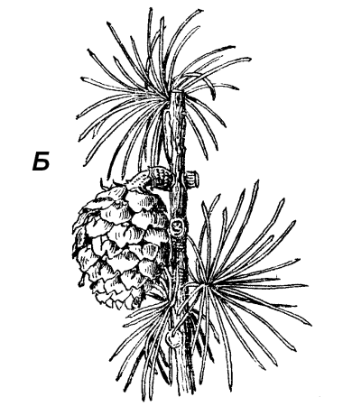 Лиственница карандашом