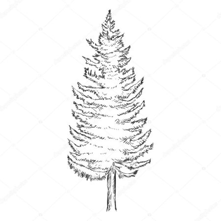 Лиственница для раскрашивания