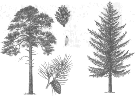 Лиственница Сибирская рисунок