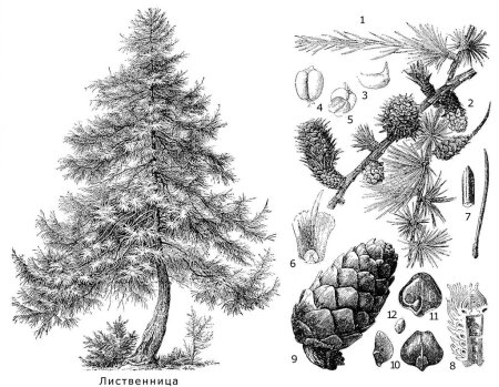 Хвоинка лиственницы строение