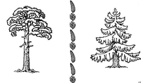 Сосна раскраска