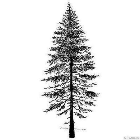 Лиственница силуэт