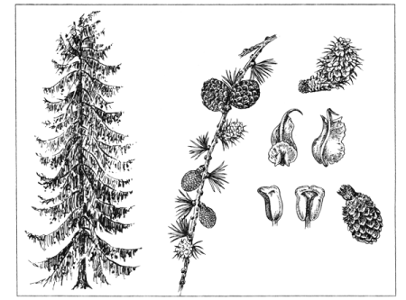 Лиственница Сибирская рисунок