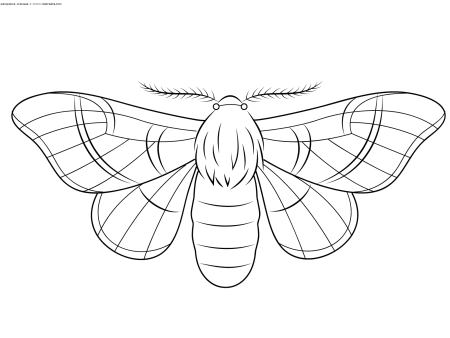 Тутовый шелкопряд раскраска