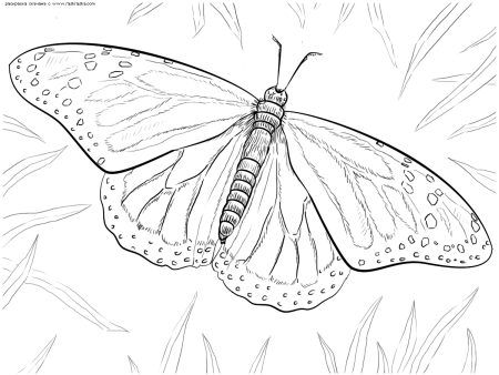 Раскраска "бабочки"