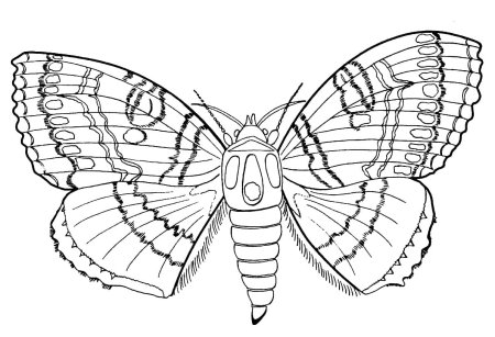 Раскраска насекомые бабочка